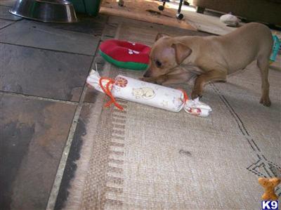 Used Dog Supplies for Sale